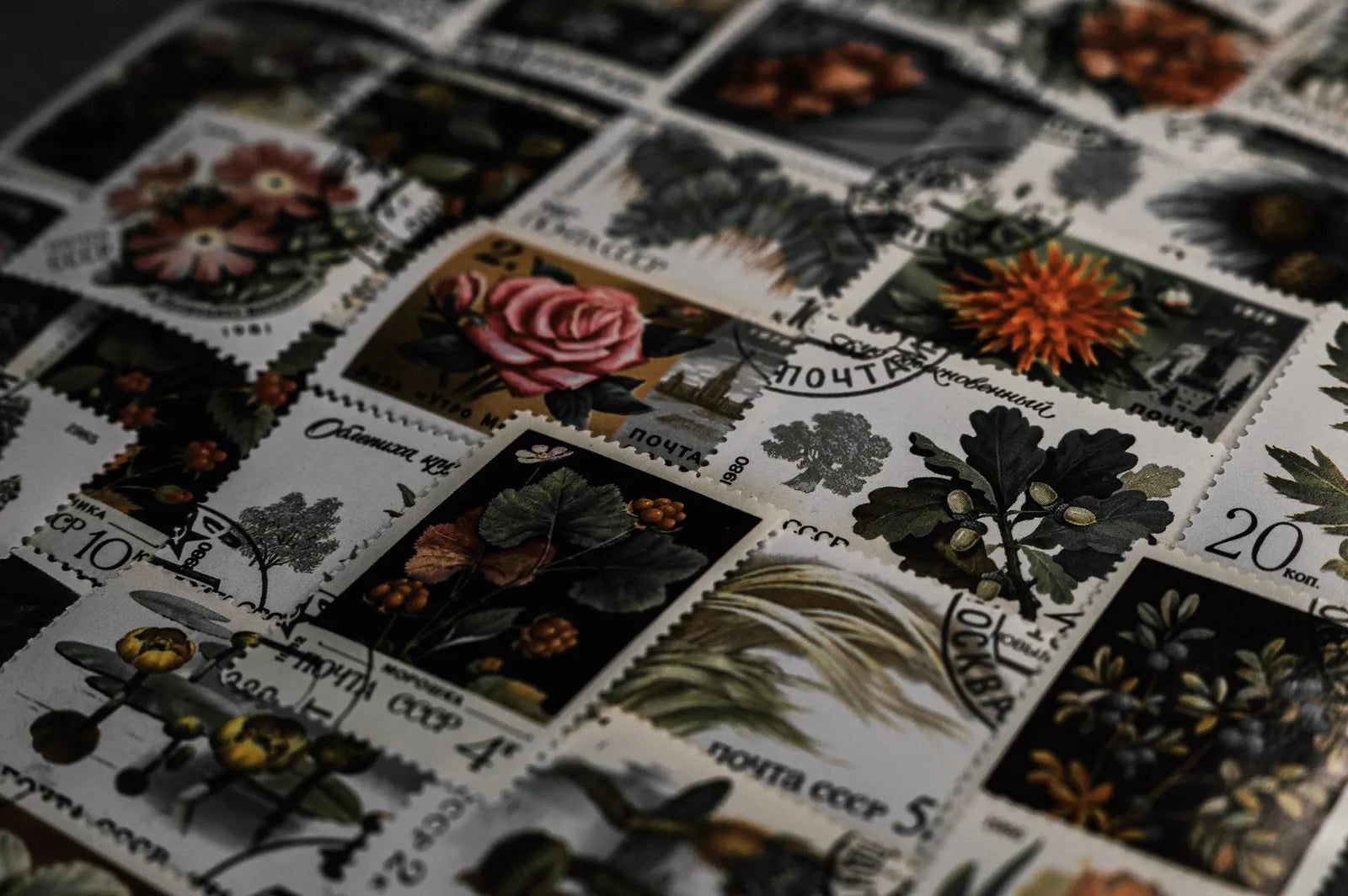 Antique botanical plate, detail of flowers and leaves