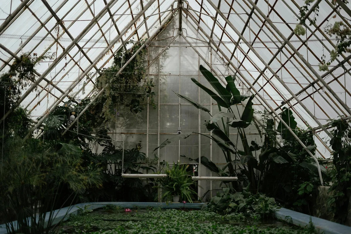 Botanical greenhouse, filtered light, tropical plants