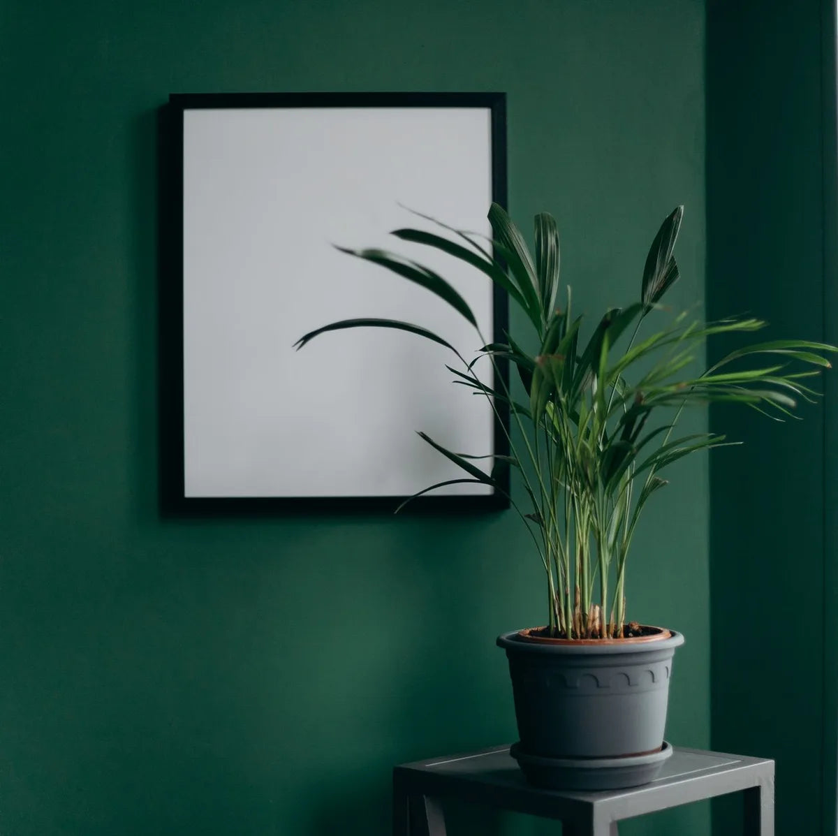 Pared-back living room, tatami, potted plant, a single poster