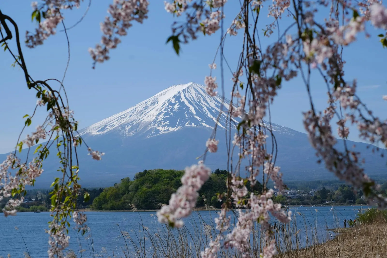 Detail of a Japanese woodblock print, cherry blossom and Mount Fuji