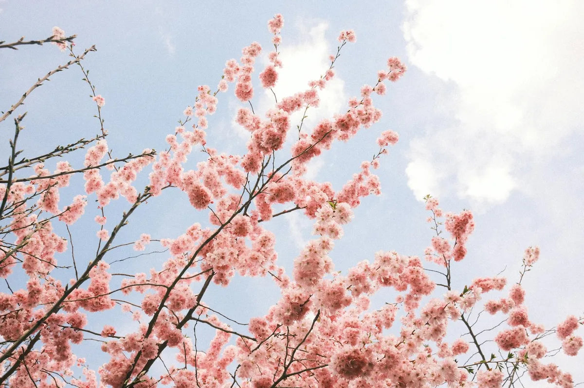 Cherry blossom garden, soft blur, Japanese spring
